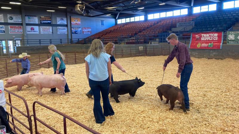 children showing hogs